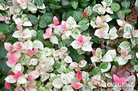 初雪葛風水|ハツユキカズラ（初雪葛）とは？育て方・栽培方法